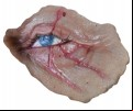 Halloween (2018) - Michael Myers Eye Appliance